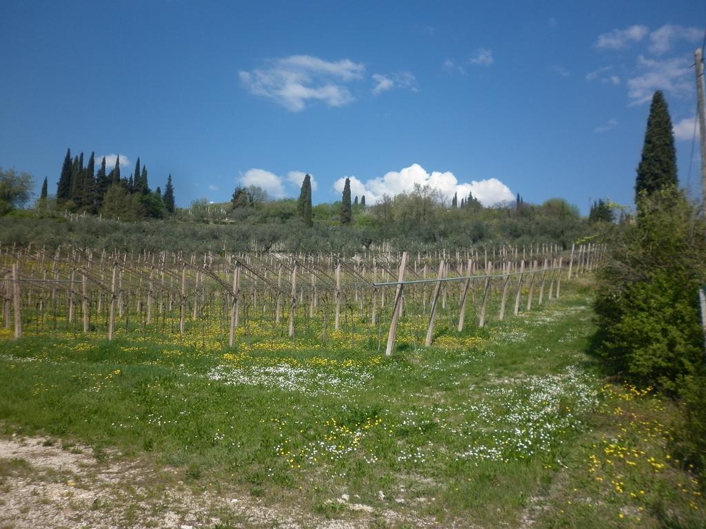 SantʼAmbrogio di ValpolicellaLa Piccola Mimosaアパートメント エクステリア 写真